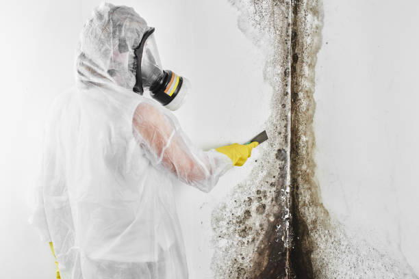 Best Mold Damage Repair  in Utica, OH