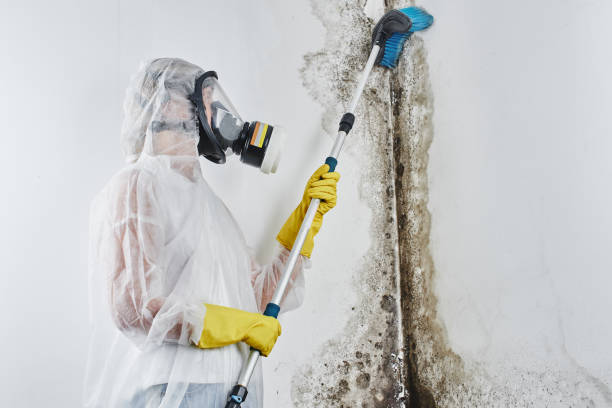 Best Best Mold Removal Companies  in Utica, OH