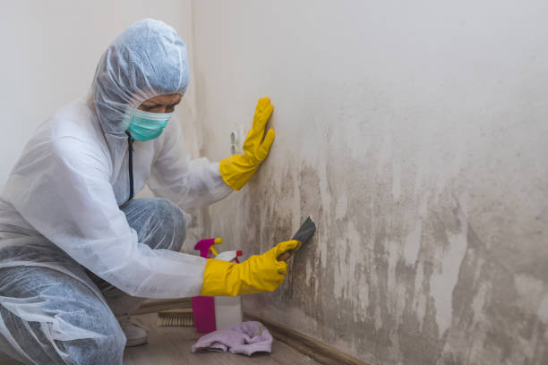 Best Commercial Mold Removal  in Utica, OH