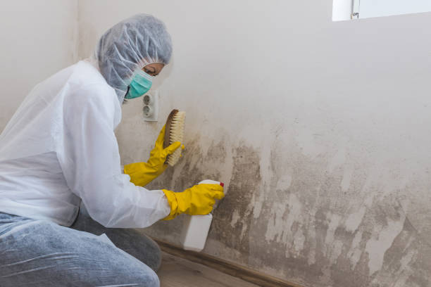 Best Fast Mold Removal  in Utica, OH