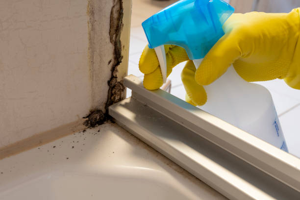 Best Mold Removal Company Near Me  in Utica, OH