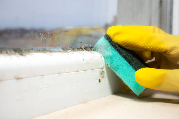 Best Commercial Mold Removal  in Utica, OH