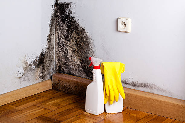 Best Home Mold Removal  in Utica, OH