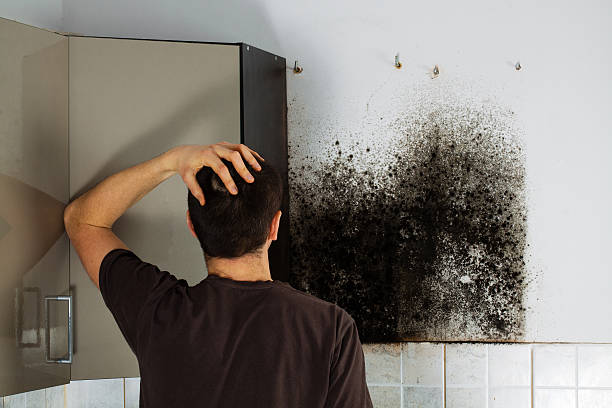 Office Mold Removal Services in Utica, OH