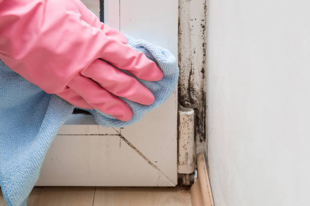 Best Crawl Space Mold Removal  in Utica, OH