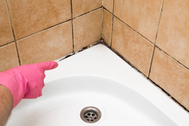 Best Commercial Mold Removal  in Utica, OH